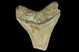 Bargain, Fossil Megalodon Tooth - North Carolina #124768-1